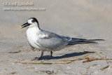 Common Tern (immature)