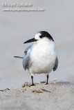 Common Tern (immature)