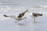 Great Black-backed Gull 