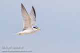 Least Tern