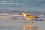 Black Skimmer
