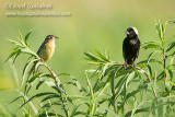 Bobolink