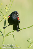 Red-winged Blackbird 
