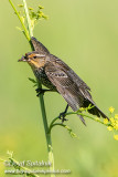 Red-winged Blackbird (female)