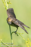 Red-winged Blackbird