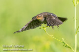 Red-winged Blackbird