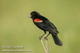 Red-winged Blackbird