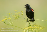 Red-winged Blackbird