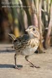 Seaside Sparrow (juvenile)