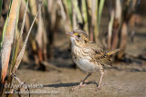 Seaside Sparrow (juvenile)
