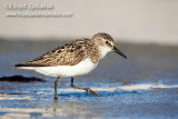 Semipalmated Sandpiper