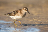 Least Sandpiper