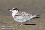 Common Tern (juvenile)