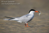 Common Tern