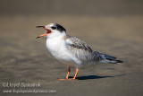 Common Tern