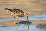 Short-billed Dowitcher 