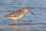 Short-billed Dowitcher 