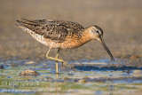 Short-billed Dowitcher 