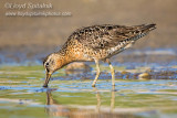 Short-billed Dowitcher 