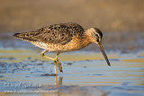 Short-billed Dowitcher 