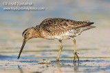 Short-billed Dowitcher 