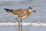 Laughing Gull (juvenile)