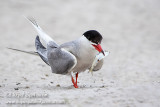 Common Tern
