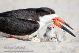 Black Skimmer