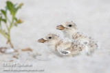 Black Skimmer