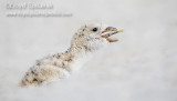 Black Skimmer