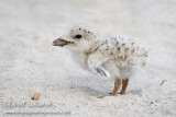 Black Skimmer