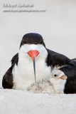Black Skimmer