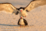 Black Skimmer