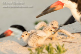Black Skimmer