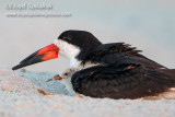 Black Skimmer
