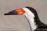 Black Skimmer