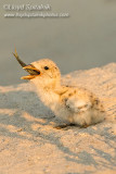 Black Skimmer