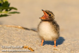 Common Tern