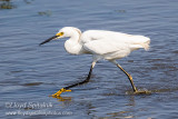 Snowy Egret