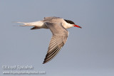 Common Tern