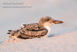 Black Skimmer