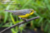 Canada Warbler