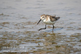 Western Sandpiper