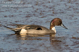 Northern Pintail 