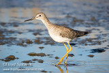 Greater Yellowlegs