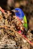 Painted Bunting