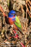 Painted Bunting