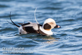 Long-tailed Duck (Oldsquaw)