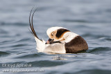 Long-tailed Duck (Oldsquaw)