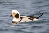 Long-tailed Duck (Oldsquaw)